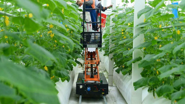 社科力量“沉”下去 乡村产业“活”起来 ——江门社科界积极助力“百千万工程”