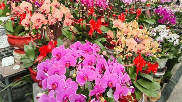日销年花近十万盆！中山横栏300商户提前开迎春花市