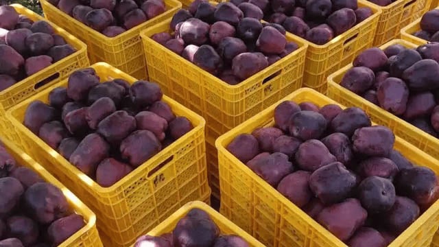 香港与内地企业共商农产品出海 预估意向成交额超18亿港元